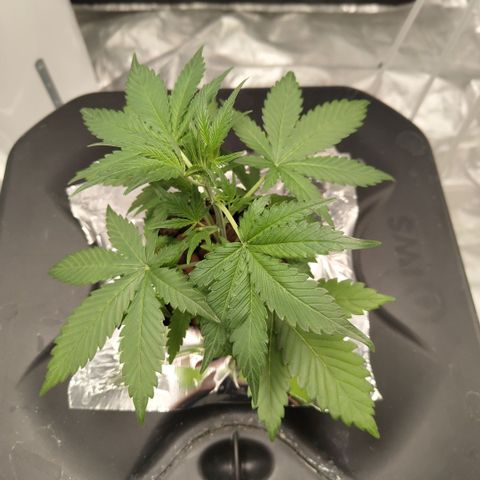 GorillaZ #2.7 growlog timeline photo