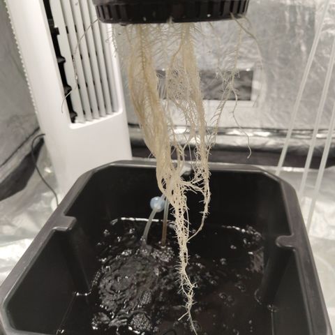 GorillaZ #2.7 growlog photo: Roots getting bigger so fast