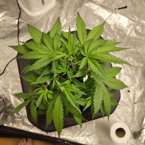 GorillaZ #2.7 growlog timeline photo