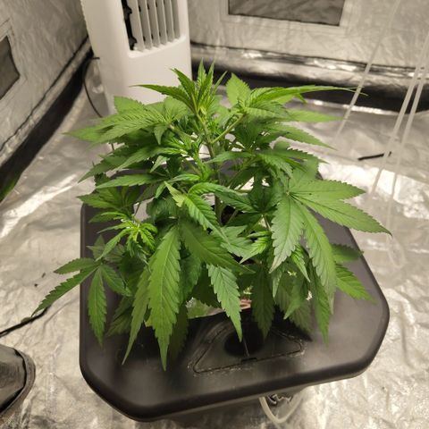 GorillaZ #2.7 growlog timeline photo