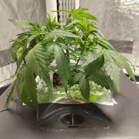 GorillaZ #2.7 growlog photo: LST