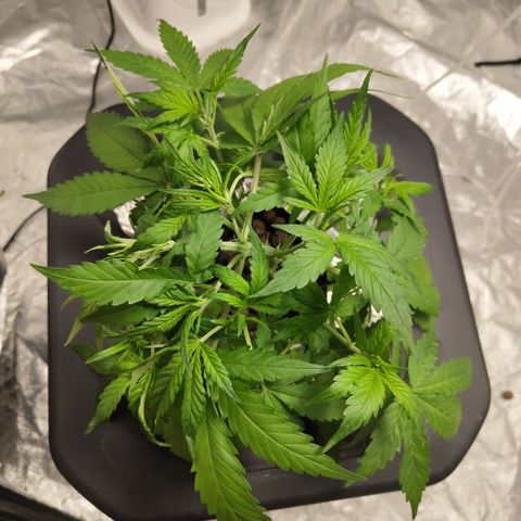 GorillaZ #2.7 growlog photo: LST