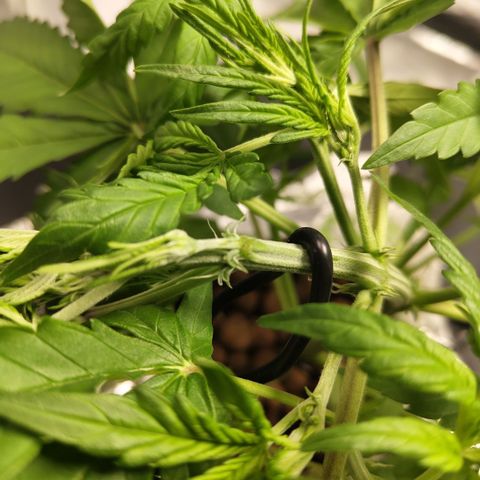 GorillaZ #2.7 growlog timeline photo