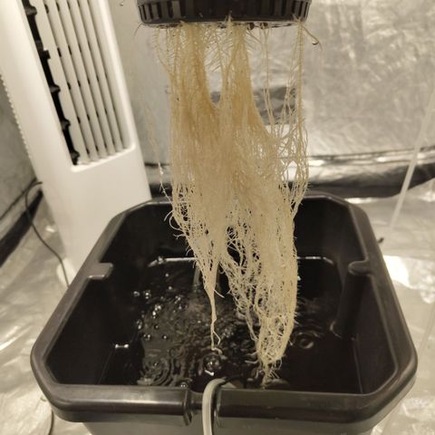 GorillaZ #2.7 growlog photo: Roots great