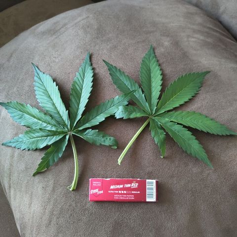 GorillaZ #2.7 growlog photo: Massive fan leaves