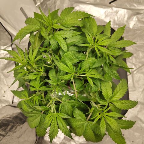 GorillaZ #2.7 growlog photo: After def