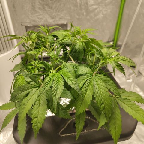 GorillaZ #2.7 growlog timeline photo