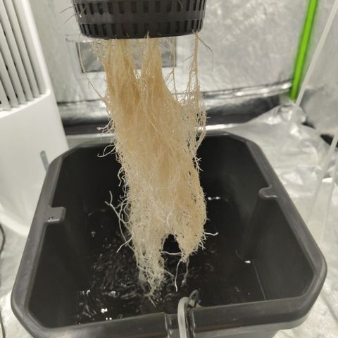 GorillaZ #2.7 growlog timeline photo