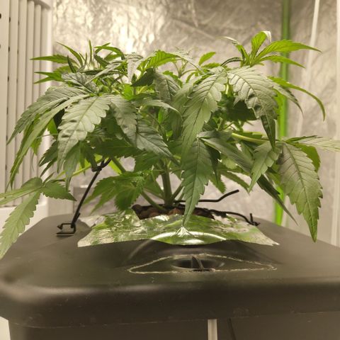 GorillaZ #2.7 growlog timeline photo