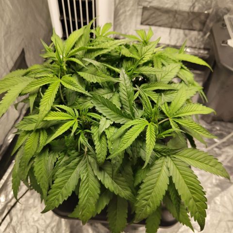 GorillaZ #2.7 growlog timeline photo