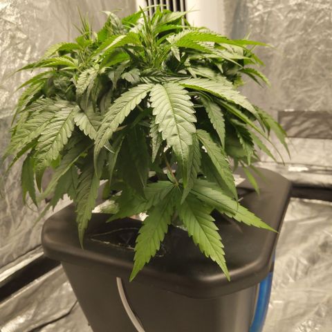 GorillaZ #2.7 growlog timeline photo