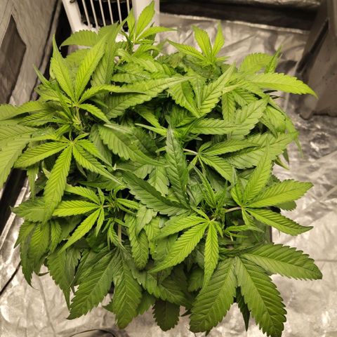 GorillaZ #2.7 growlog photo: Before training 