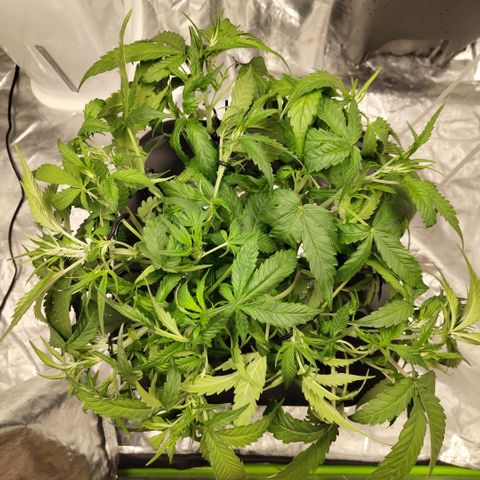 GorillaZ #2.7 growlog photo: After def and training