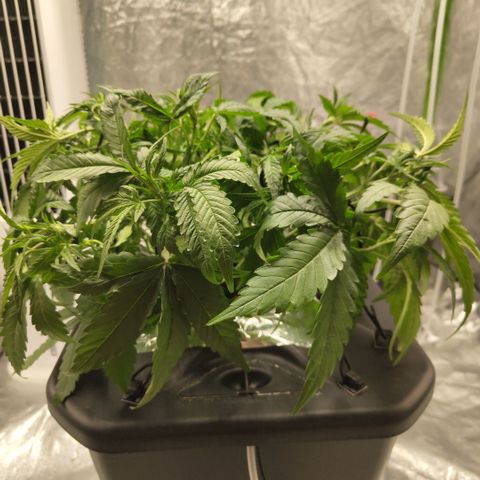 GorillaZ #2.7 growlog photo: After def and training