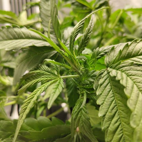 GorillaZ #2.7 growlog photo: Entering flowering state full on soon