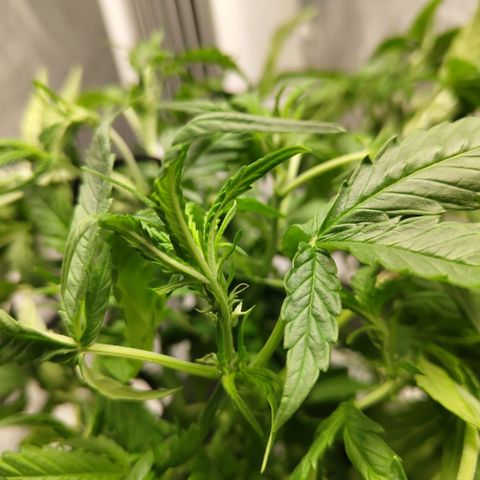 GorillaZ #2.7 growlog photo: Entering flowering state full on soon