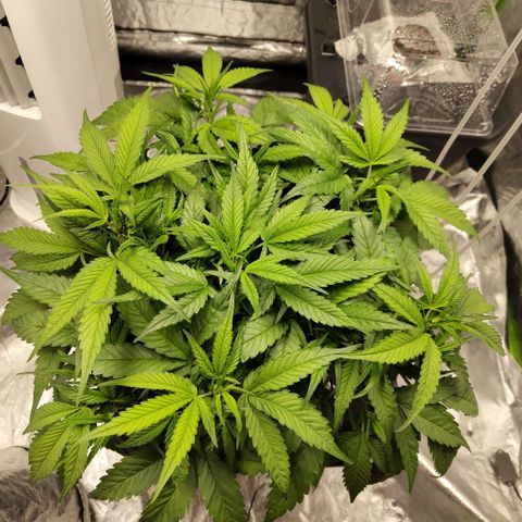 GorillaZ #2.7 growlog timeline photo