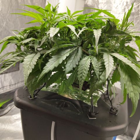 GorillaZ #2.7 growlog timeline photo