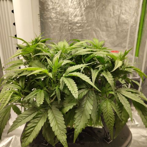 GorillaZ #2.7 growlog timeline photo