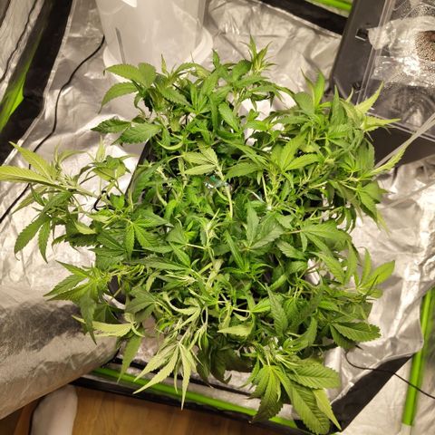 GorillaZ #2.7 growlog photo: After def and LST