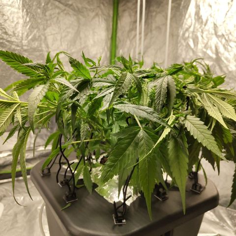 GorillaZ #2.7 growlog photo: After def and LST