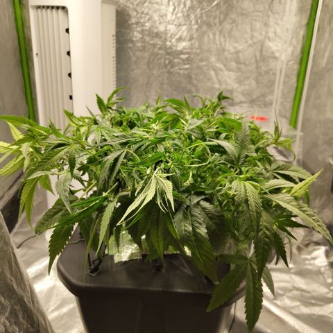 GorillaZ #2.7 growlog photo: After def and LST