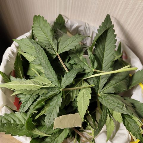 GorillaZ #2.7 growlog photo: Def