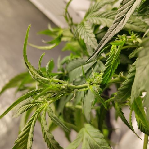 GorillaZ #2.7 growlog photo: Flowering starting