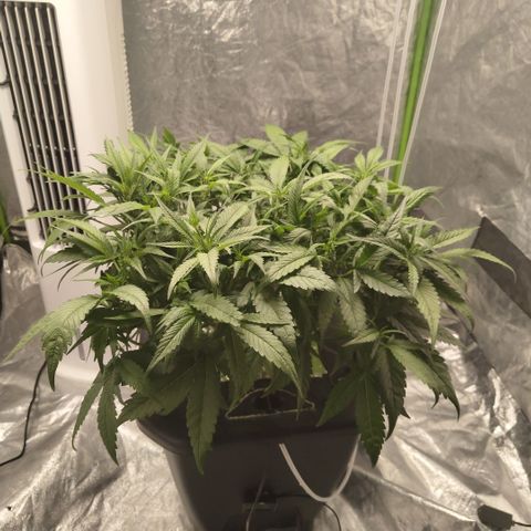 GorillaZ #2.7 growlog timeline photo