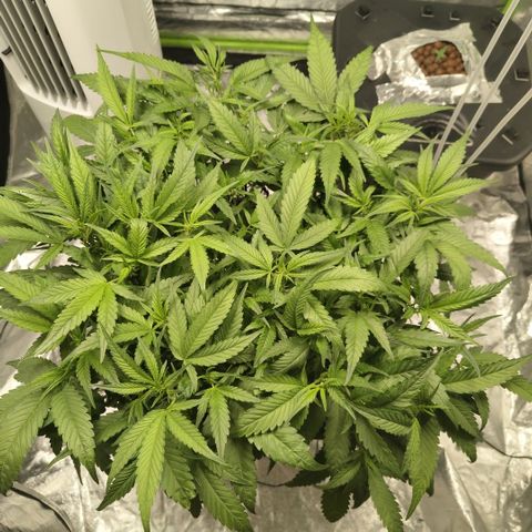 GorillaZ #2.7 growlog timeline photo