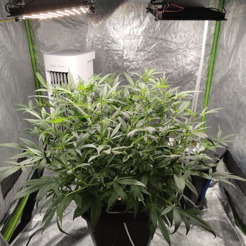 GorillaZ #2.7 growlog timeline photo