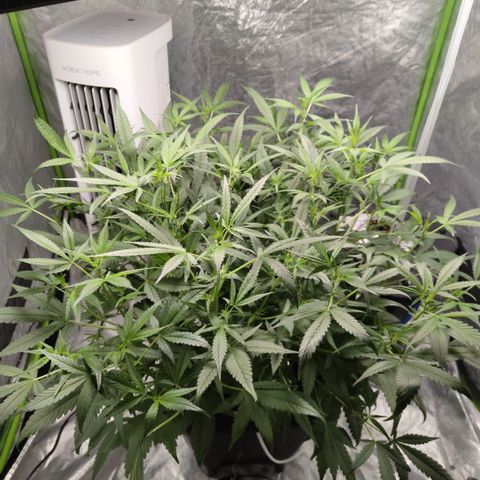 GorillaZ #2.7 growlog timeline photo