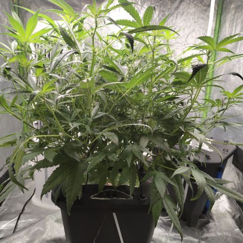 GorillaZ #2.7 growlog timeline photo