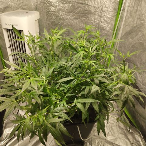 GorillaZ #2.7 growlog timeline photo