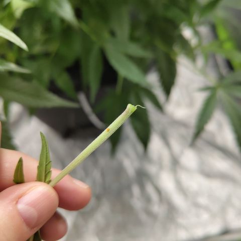 GorillaZ #2.7 growlog photo: Some orange thing in one stalk?