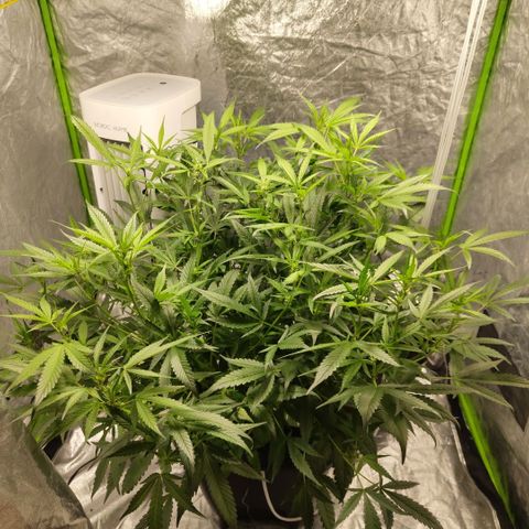 GorillaZ #2.7 growlog timeline photo
