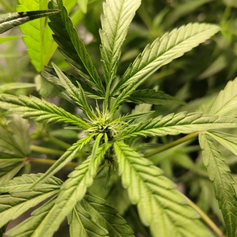 GorillaZ #2.7 growlog photo: Blooming