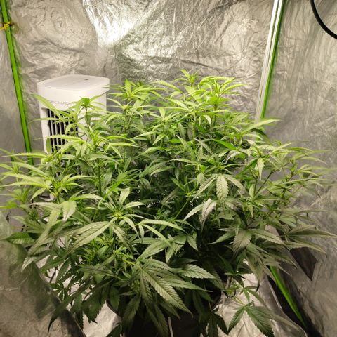 GorillaZ #2.7 growlog timeline photo