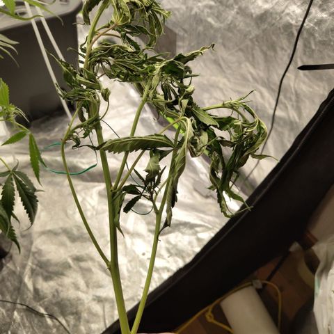 GorillaZ #2.7 growlog photo: Also accidentaly snapped one stalk, tried to tape it but it died and had to cut it off.