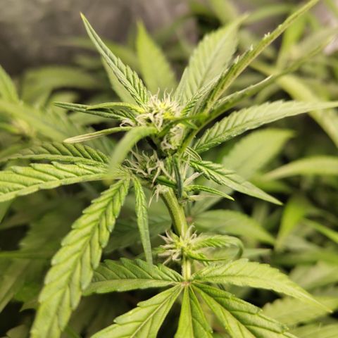 GorillaZ #2.7 growlog timeline photo