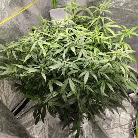 GorillaZ #2.7 growlog timeline photo