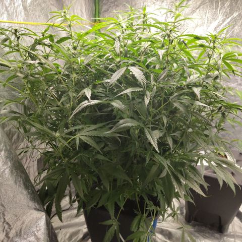 GorillaZ #2.7 growlog timeline photo