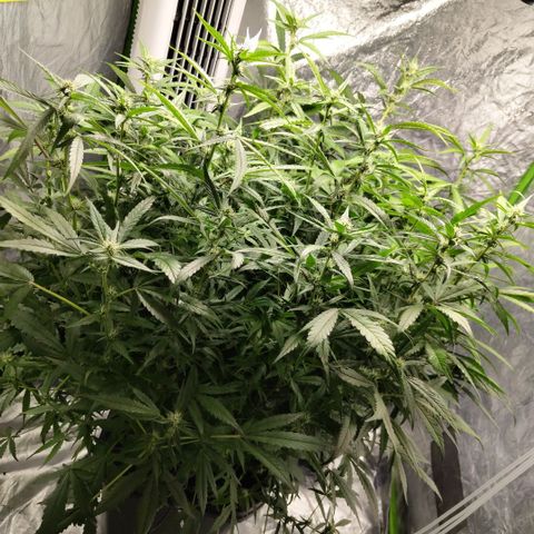 GorillaZ #2.7 growlog timeline photo