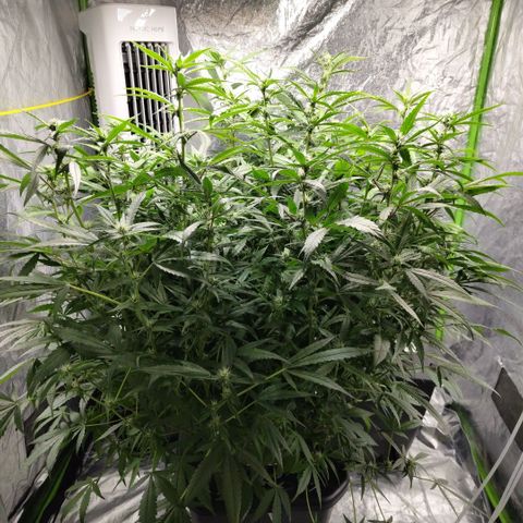 GorillaZ #2.7 growlog timeline photo