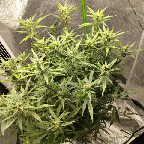 GorillaZ #2.7 growlog timeline photo