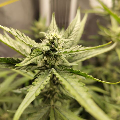 GorillaZ #2.7 growlog timeline photo