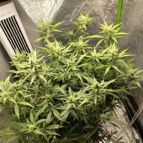 GorillaZ #2.7 growlog timeline photo