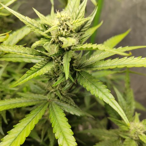 GorillaZ #2.7 growlog timeline photo