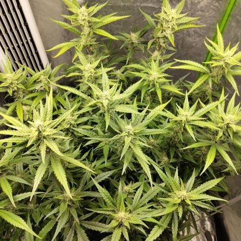 GorillaZ #2.7 growlog timeline photo