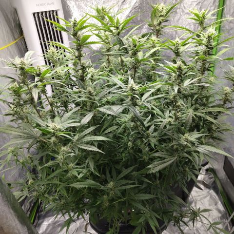 GorillaZ #2.7 growlog timeline photo